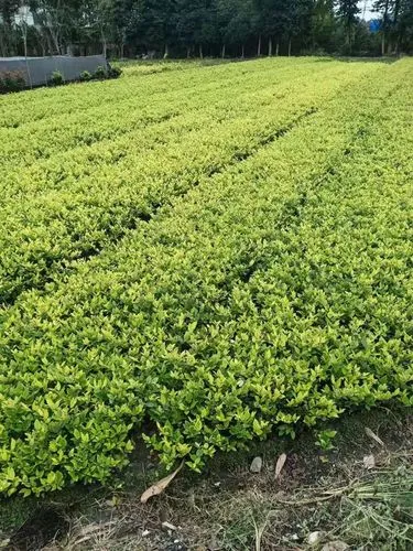 两个人网球拍怎么选好