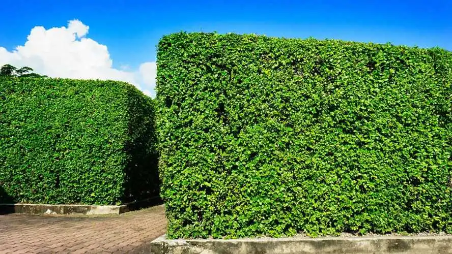网球拍初学者大学生天龙